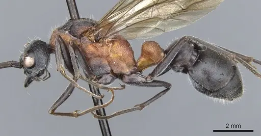 Myrmecia chasei - CASENT0903663