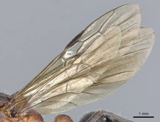 Myrmecia chasei - CASENT0903663