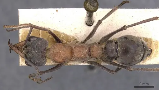 Myrmecia chasei - CASENT0907076