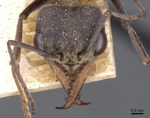 Myrmecia chasei - CASENT0907076