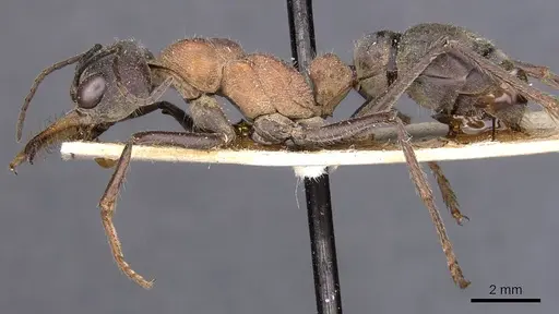 Myrmecia chasei - CASENT0907076