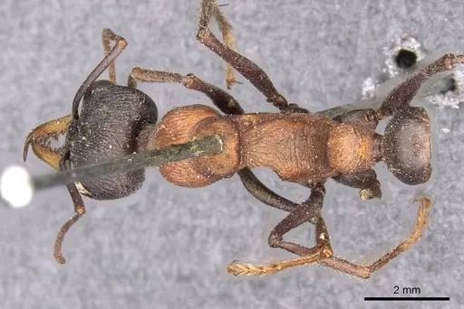 Myrmecia chasei - CASENT0907091