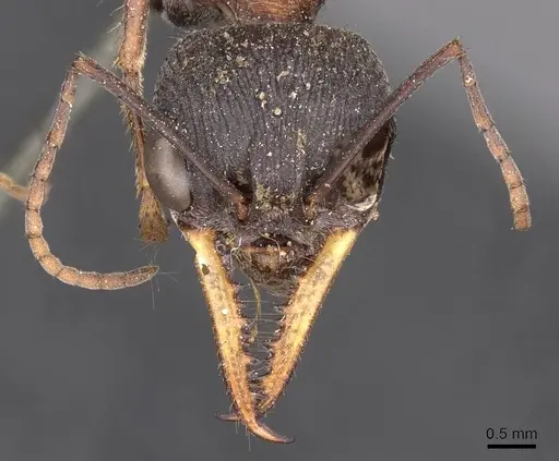 Myrmecia chasei - CASENT0907091