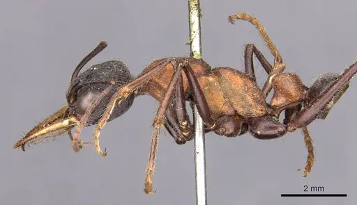 Myrmecia chasei - CASENT0907091