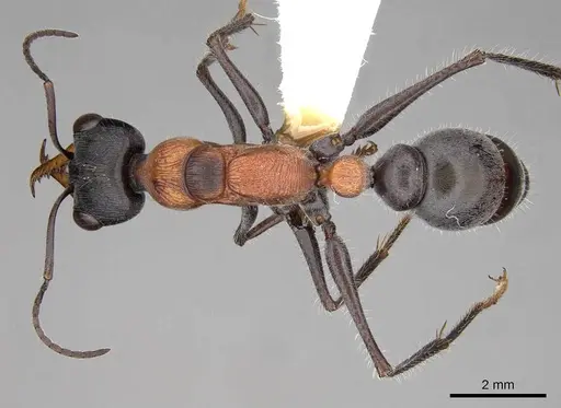 Myrmecia chasei - CASENT0914309
