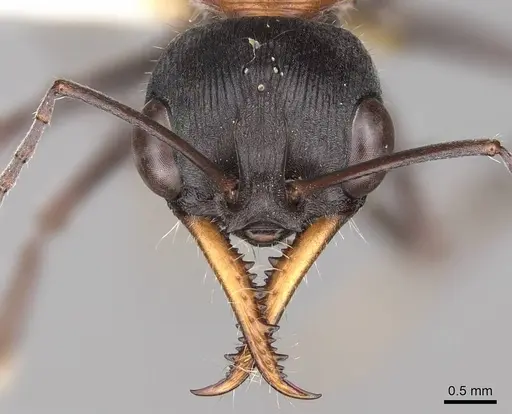 Myrmecia chasei - CASENT0914309