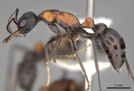 Myrmecia chasei - CASENT0914309