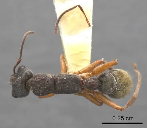Myrmecia chrysogaster specimen