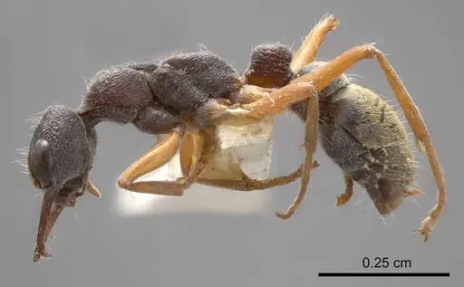 Myrmecia chrysogaster specimen