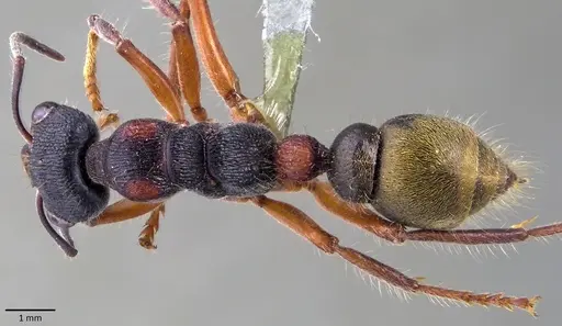 Myrmecia chrysogaster - ANTWEB1041865