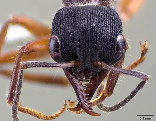 Myrmecia chrysogaster - ANTWEB1041865
