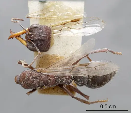 Myrmecia clarki specimen