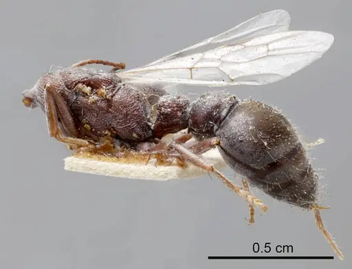 Myrmecia clarki specimen
