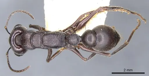 Myrmecia clarki - CASENT0902810