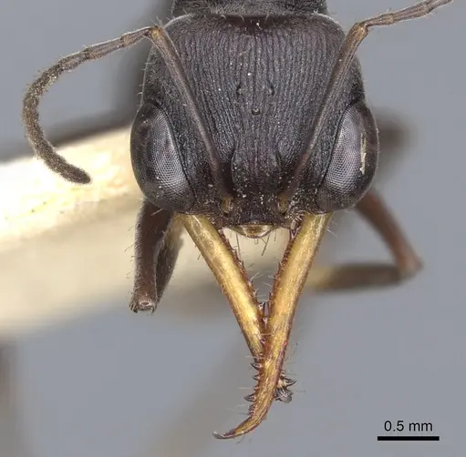 Myrmecia clarki - CASENT0902810