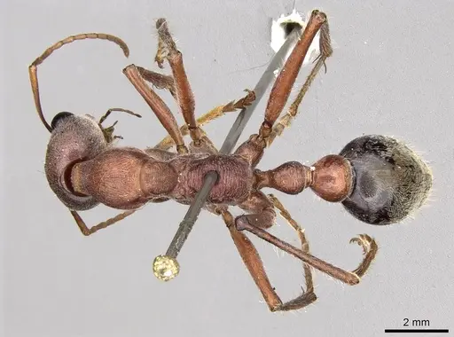 Myrmecia comata specimen