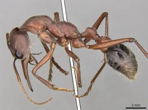 Myrmecia comata specimen