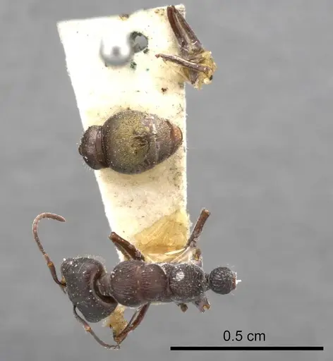 Myrmecia cydista specimen