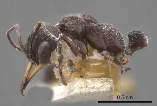 Myrmecia cydista specimen