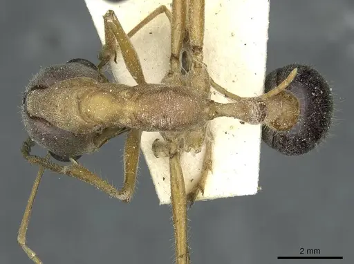Myrmecia desertorum specimen