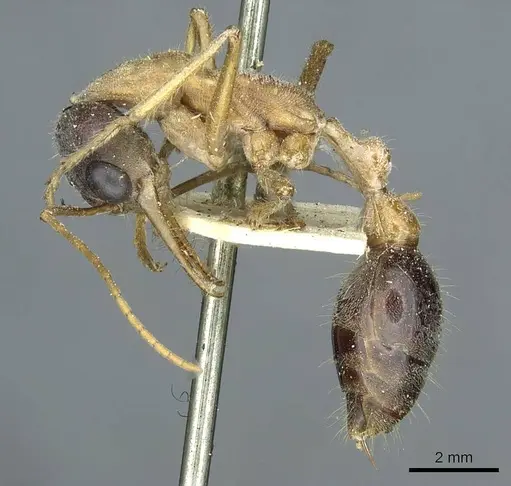 Myrmecia desertorum specimen