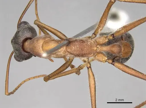 Myrmecia desertorum - CASENT0914023