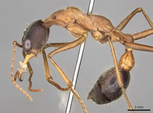 Myrmecia desertorum - CASENT0914023