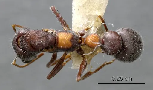 Myrmecia dichospila specimen