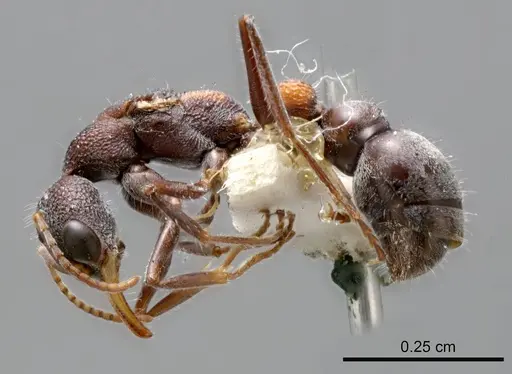 Myrmecia dichospila specimen