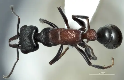 Myrmecia dispar specimen