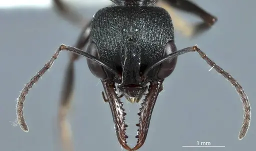 Myrmecia dispar specimen