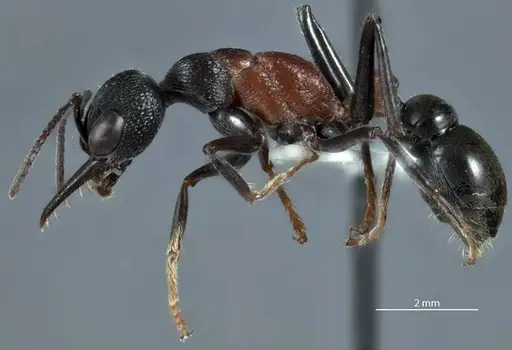 Myrmecia dispar specimen