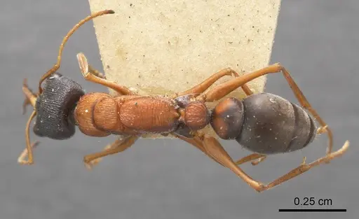 Myrmecia elegans specimen