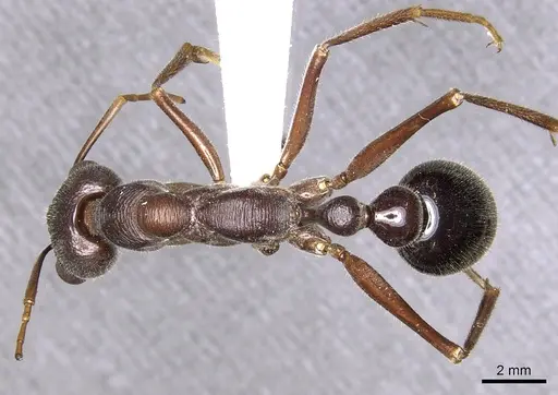 Myrmecia erecta specimen