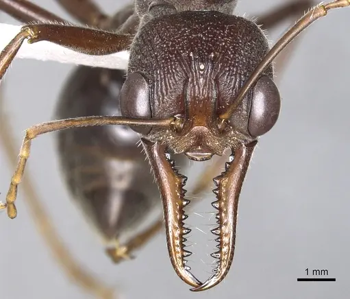 Myrmecia erecta specimen