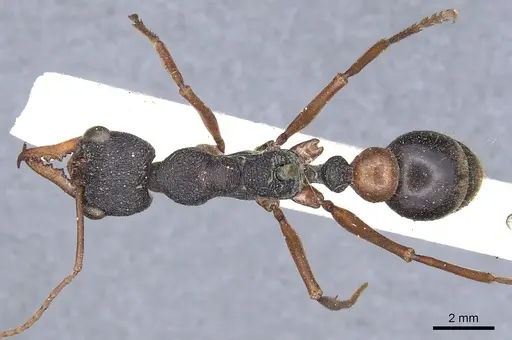 Myrmecia esuriens specimen