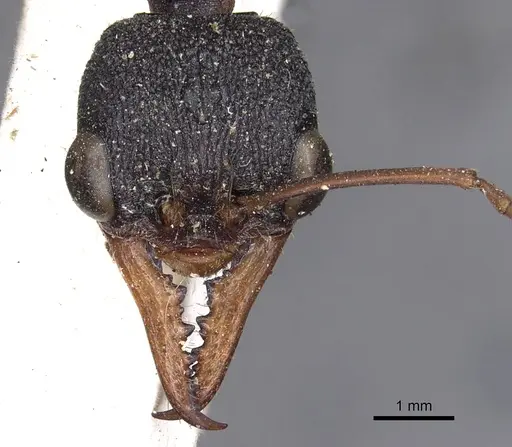 Myrmecia esuriens specimen