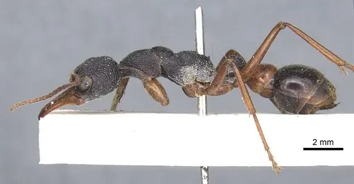 Myrmecia esuriens specimen