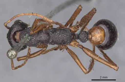 Myrmecia esuriens - CASENT0907077
