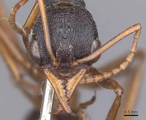 Myrmecia esuriens - CASENT0907077