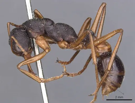 Myrmecia esuriens - CASENT0907077