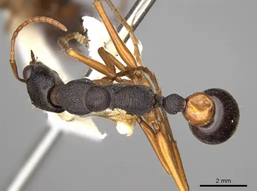 Myrmecia esuriens - CASENT0914027