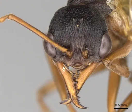 Myrmecia esuriens - CASENT0914027