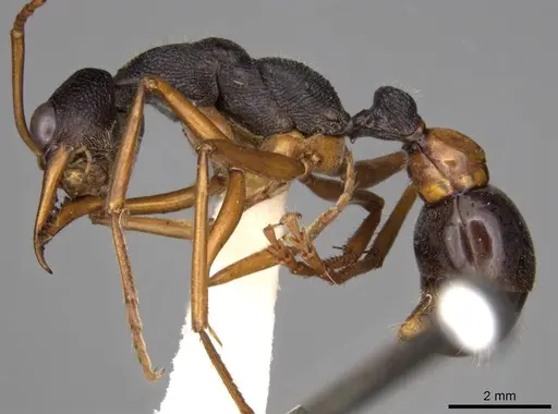 Myrmecia esuriens - CASENT0914027