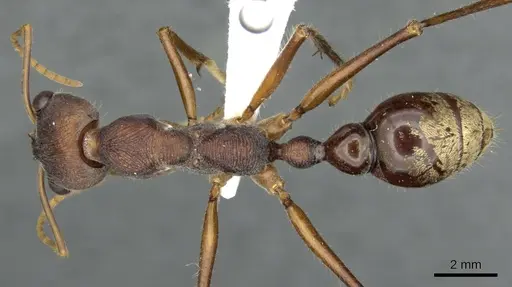 Myrmecia eungellensis specimen