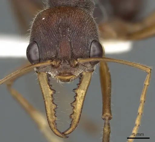 Myrmecia eungellensis specimen