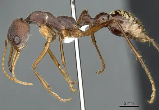 Myrmecia eungellensis specimen