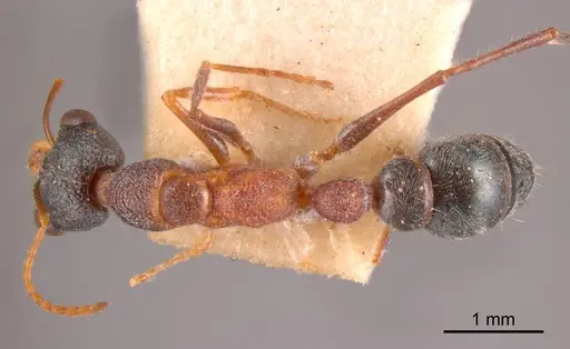 Myrmecia exigua specimen