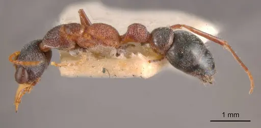 Myrmecia exigua specimen