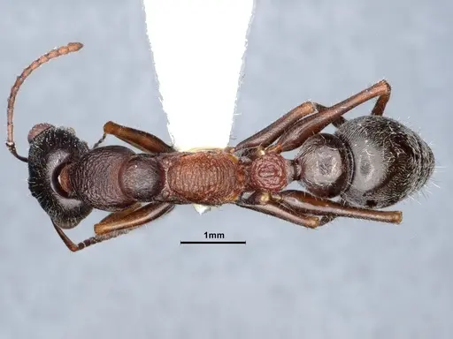 Myrmecia exigua - CASENT0885993